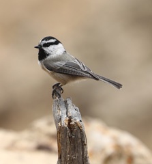 Mountain chickadee